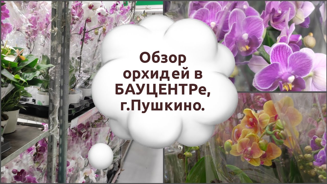 Обзор орхидей в БАУЦЕНТРе, г. Пушкино, МО#обзор#2026#funny#flowers#video 