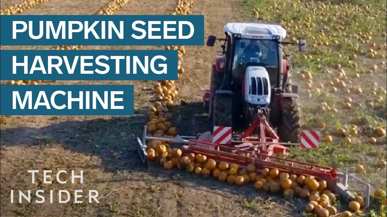 How Pumpkin Seeds Are Harvested