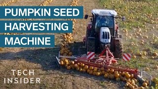 How Pumpkin Seeds Are Harvested