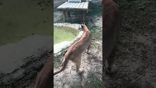 Up close encounter with Florida Panther… #iHeartRadio