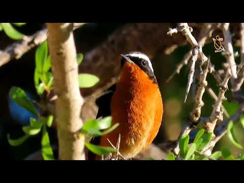 معلومة قيمة عن طائر الحميراء بشكل عام HD 