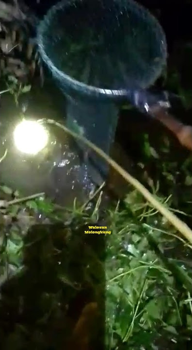 Mantab..‼️ Menangkap Ikan Nila 5 Jari Hanya Menggunakan Serok Saja,#WMShorts