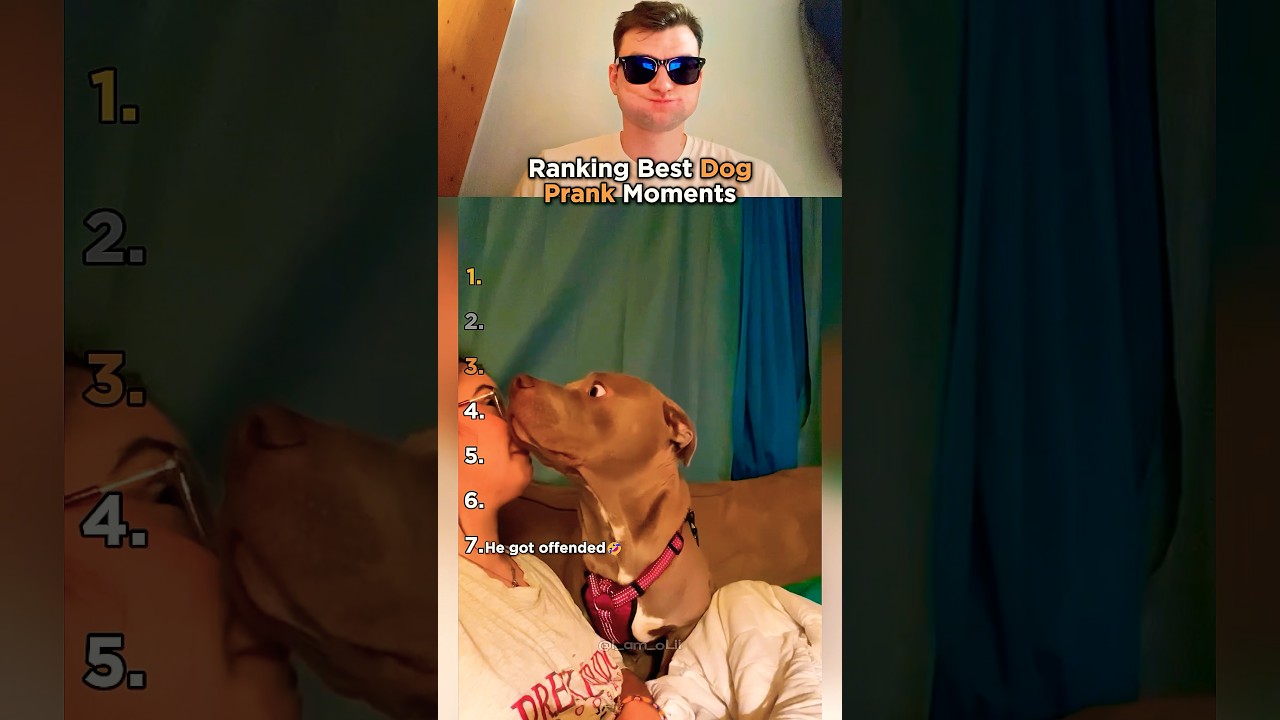 Ranking the Best Dog Pranks😆