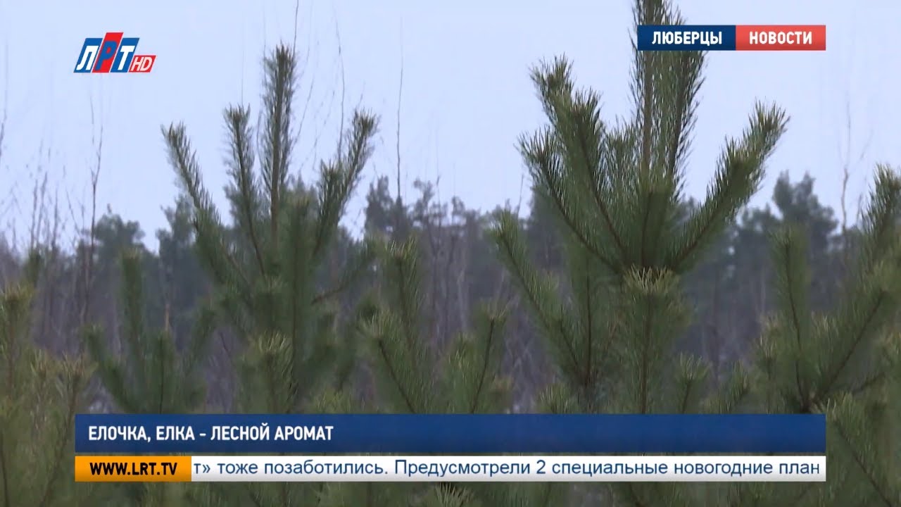 Елочка, елка - лесной аромат - YouTube