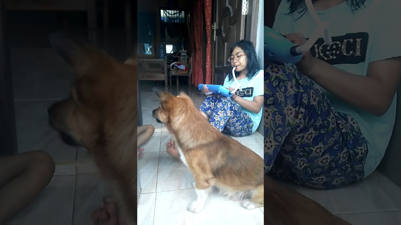 Anjing bernyanyi - YouTube