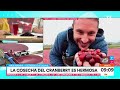 Francesco Gazzella llegó hasta cosecha de Cramberry | Tu Día | Canal 13