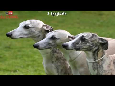 5 ყველაზე სწრაფი ძაღლი