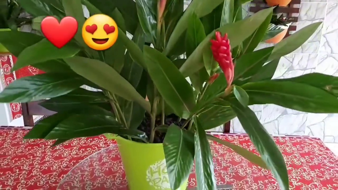 10 #truques pra #limpar à #folha de qualquer #planta#jardim#jardinagem