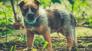 Cattle Dogs and Agility Fun MatchesReady to Take the Challenge?