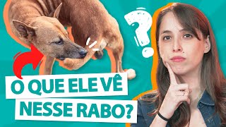 PQ CACHORROS PERSEGUEM O PRÓPRIO RABO? - Curiosidade Pet 🐶 by Manual Pet 2,251 views 2 years ago 4 minutes, 11 seconds