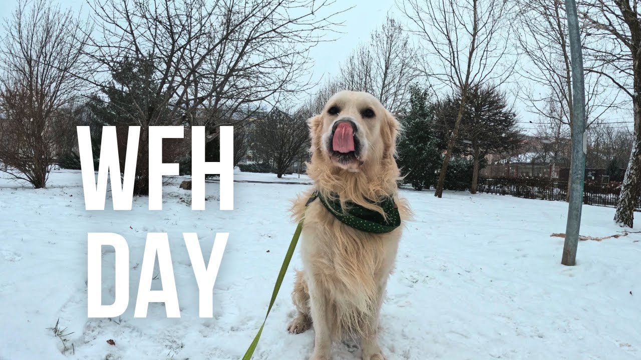 A Dog’s Work-From-Home Day in the City | Bucharest ❄️🐾