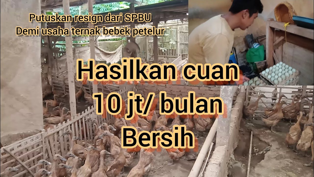 kandang SEADANYA , omzetnya LUARBIASA.