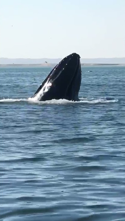 oman sea