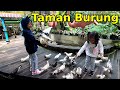 Jalan-jalan ke Taman Burung di Bandung