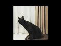 &quot;Cat listening to classical music&quot; (reuploaded) (not my video)