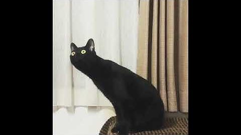 "Cat listening to classical music" (reuploaded) (not my video)