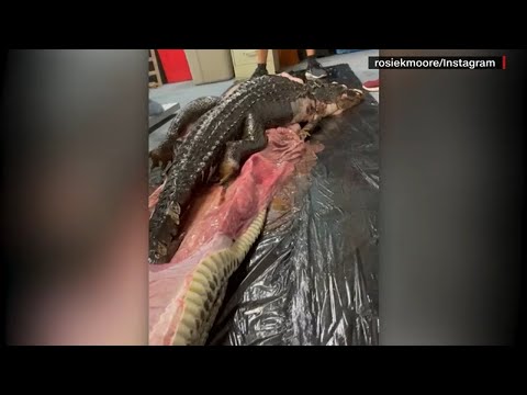 Scientists cut open Burmese python to find gator inside