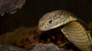 Unique fact about cobra