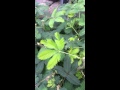 Amazing plant, Leaves fold when touched! Mimosa