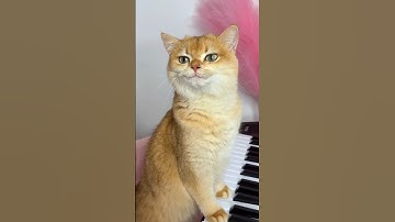 Survival Skills: SIMPLE and USEFUL with big fish #bushcraft​ #camping​ #outdoors​