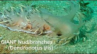 20260409 Giant Nudibranches (Dendronotus iris) at the breakwater, monterey CA News