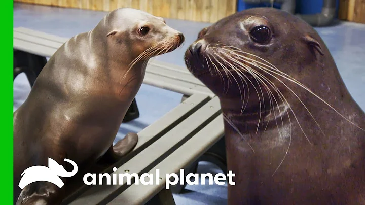 A Day of Seals and Sea Lions | The Aquarium: A Dee...