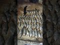 #shorts #hasil #nembakikandisungai #ikan #nilembabon