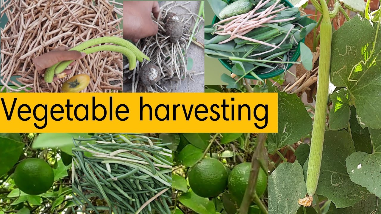 Vegetable harvesting ||sabjee thodi bahut saari hum logo ne🤗#Vegetable ...