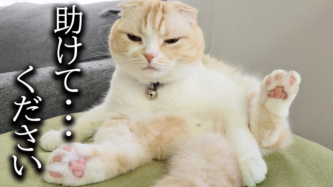 A cat asked for help in the middle of the night, so the dog