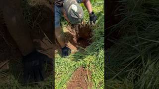 WOW small dog hunting underground #viral #trending #animals #dogs #wildlife #video #nature #shorts