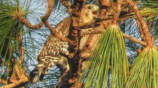 Red Shouldered Hawks Calling Three Red Shouldered Hawks are having a calling contest high in the Pines behind the Backyard! One is nearby and one is in the distance - their calls travel a long way.  Its the start of mating season and they are staking out territory. After a few minutes he moves on to another tree and calls and calls while flying overhead - this goes on at various times throughout the day. All of this hawk calling has the resident squirrels on edge. I keep hoping that the hawks will make a nest in the trees right behind the Backyard but they tend to prefer dense oak trees for nests rather than exposed high pines.

New HD videos uploaded frequently. Subscribe at: 
http://www.youtube.com/subscription_center?add_user=MyBackyardBirding

More info at: http://screech-owls.blogspot.com/