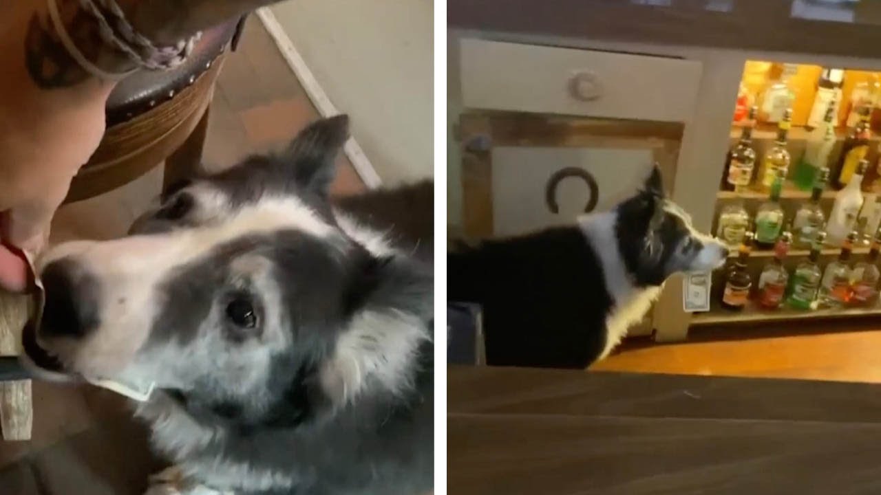 Hard-Working Dog Collects Tips At Local Bar