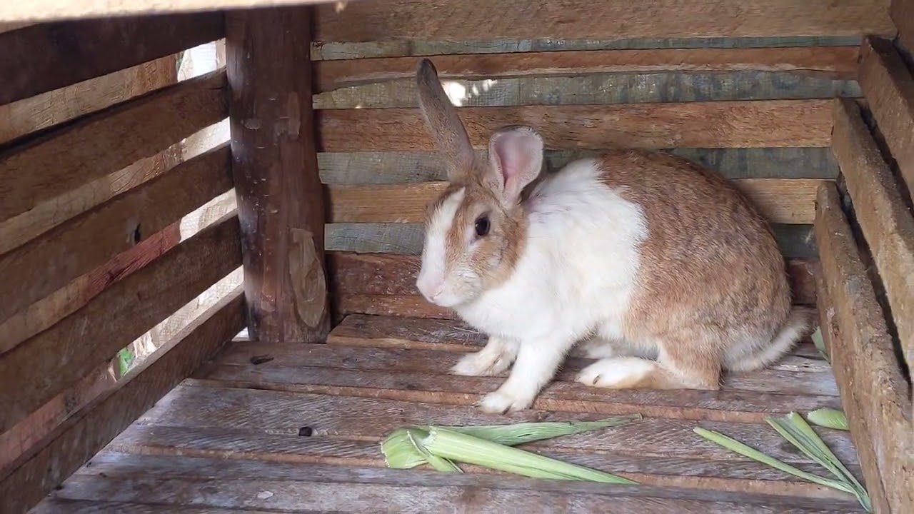 Big rabbits were born to all Another's rabbits in my farm🐰🐰🐰