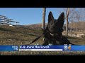 Eagle County Welcomes New, And Adorable, K9 Deputy Eagle County Welcomes New, And Adorable, K9 Deputy
