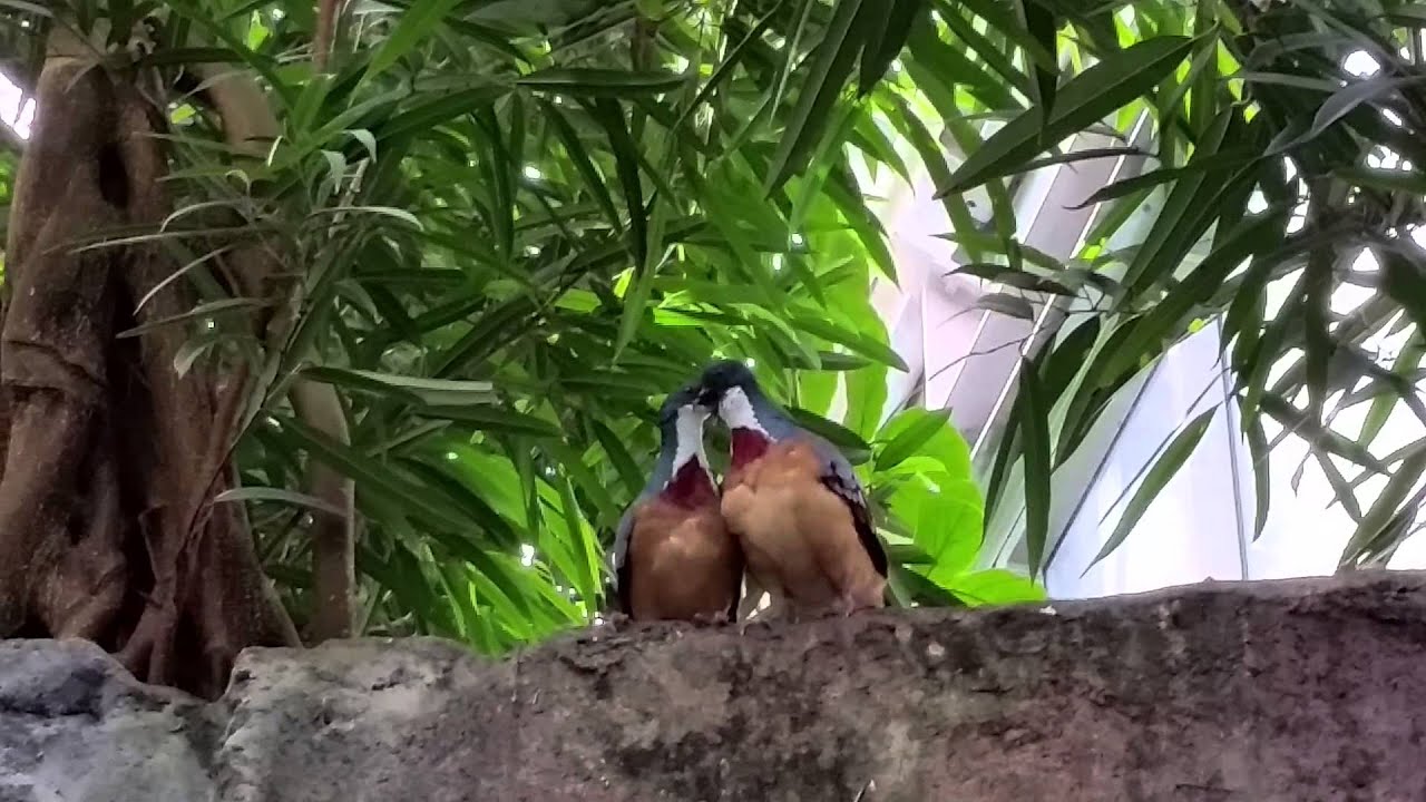 Mindanao Bleeding-heart 