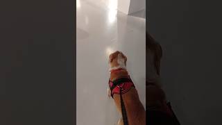 Toby Al Mauto Museo Dell Automobile Di Torino Ep.2