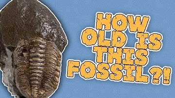 Unboxing a Multi-Million Year Old Fossil!