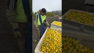 Cosecha de limón🍋🍋🍋goleta ca