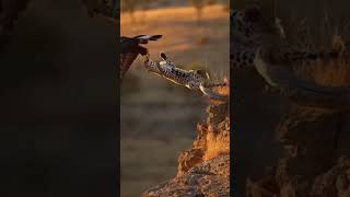 Scene Rivers Hunting || Tg Series || #goodvibes #motivation #inspiration #highlights #hunting