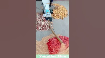 Corn shelling: Automated machines boost efficiency. #corn  #machine