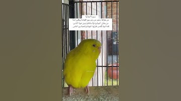 #سورة_الجاثية #قرآن #المصحف #عبدالباسط_عبدالصمد #مصر #العراق #طيور #quran #birds #budgies #america
