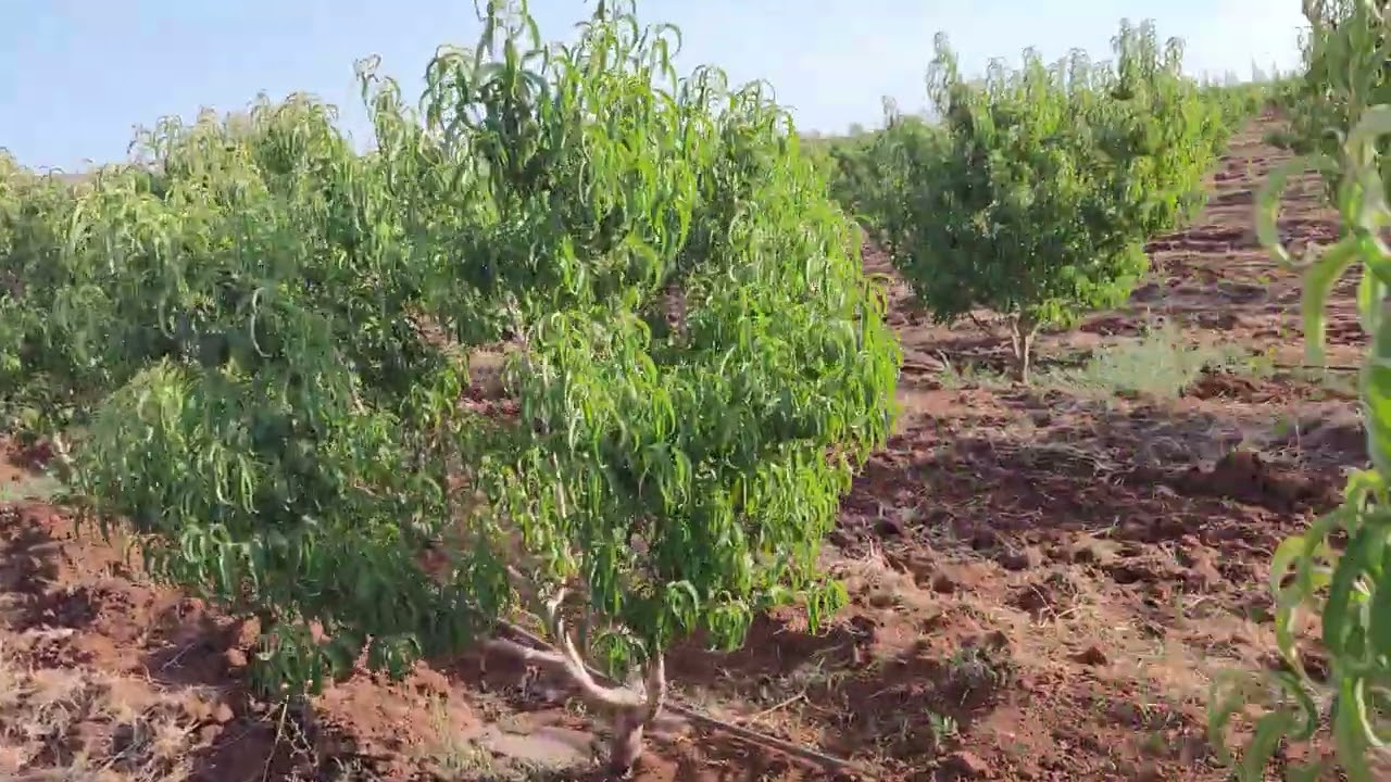 برنامج تسميد نكتارين ما بعد الجني 🌿🌳🍑
