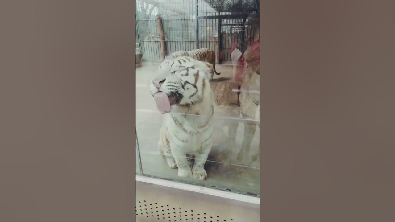 beyaz kaplan/el tigre blanco/бели тигар/baltais tīģeris/a fehér tigris ...