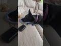 lady thinks there is food left lol 😆 #doglife #dogvideos #cutedog #dog #dogshorts
