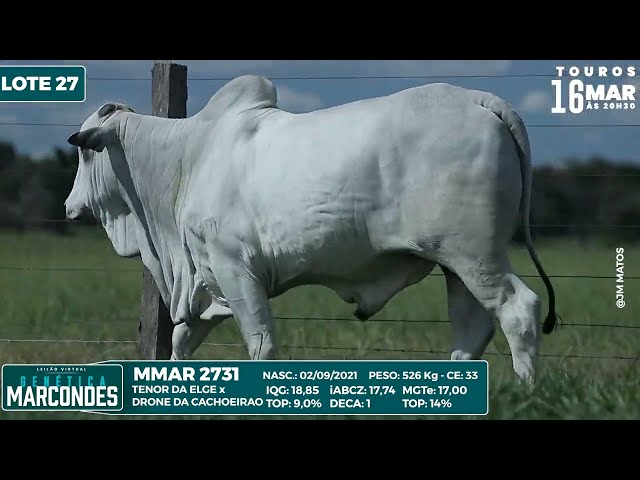 LOTE 27   MMAR 2731