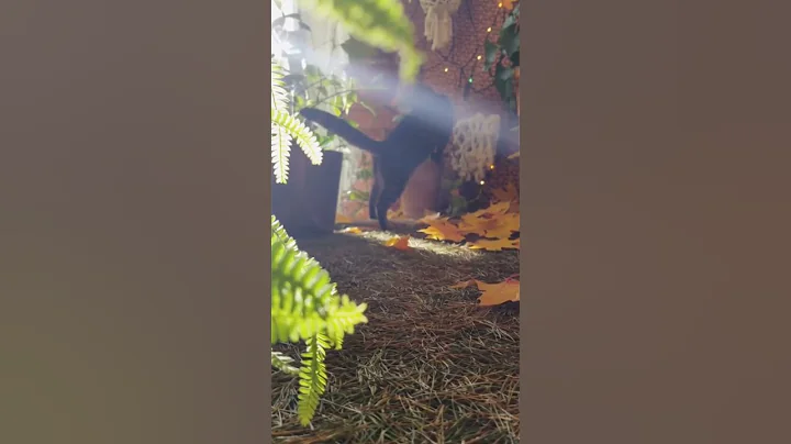 Video 11891851: forest cat