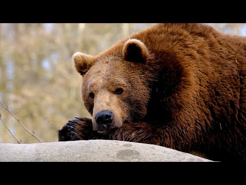 Почему животные впадают в спячку