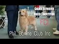 Golden Retriever Breed Competition | Phil Canine Club Inc.| Judge Mr. Milo Valdez | HDW TV