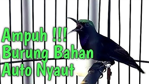 Pancingan / Masteran Kolibri Black Sunbird GACOR full Buka Paruh. Burung Bahan Auto Respon Nyaut