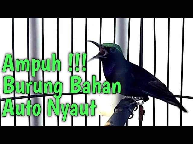 Pancingan / Masteran Kolibri Black Sunbird GACOR full Buka Paruh. Burung Bahan Auto Respon Nyaut class=